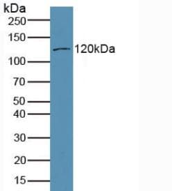 MYO1A Antibody (aa783-1043)