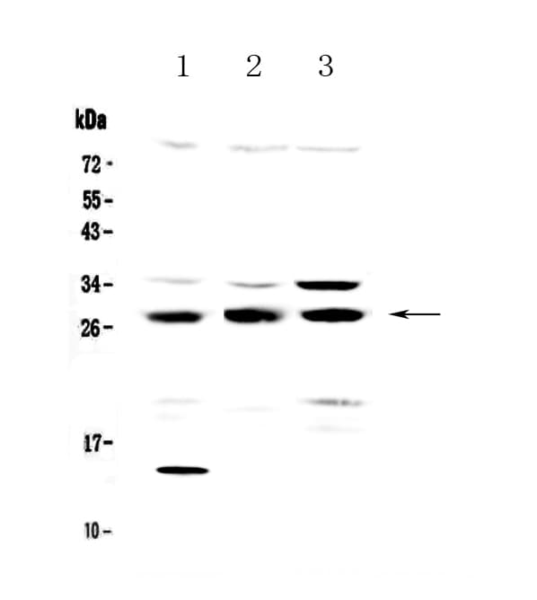 TPMT Antibody