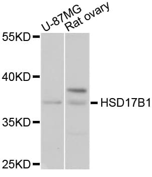 HSD17 / HSD17B1 Antibody