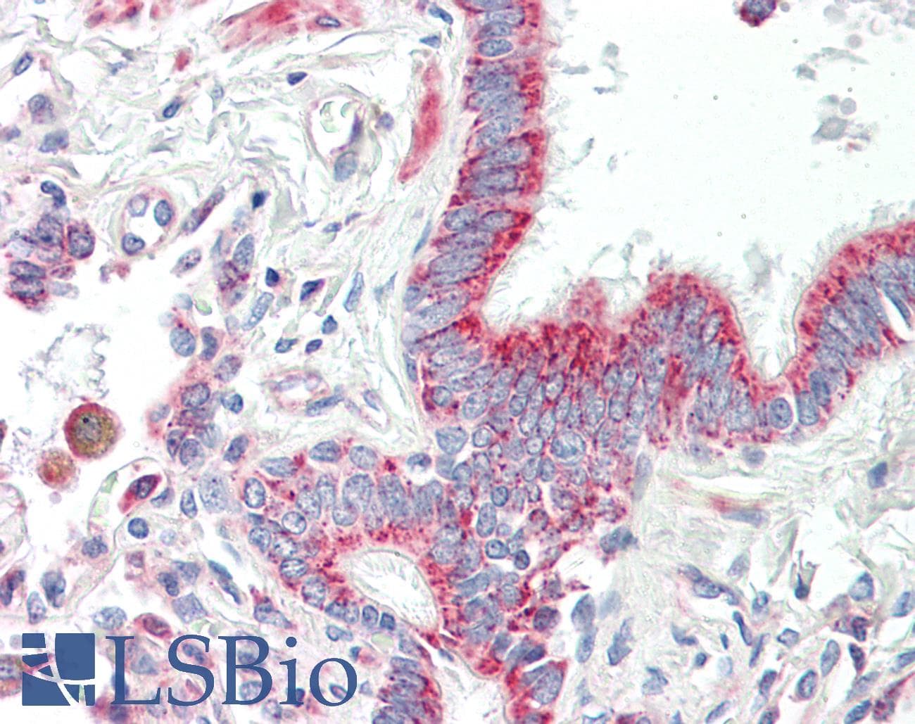 IHC-plus™ HIBADH Antibody (aa281-330)