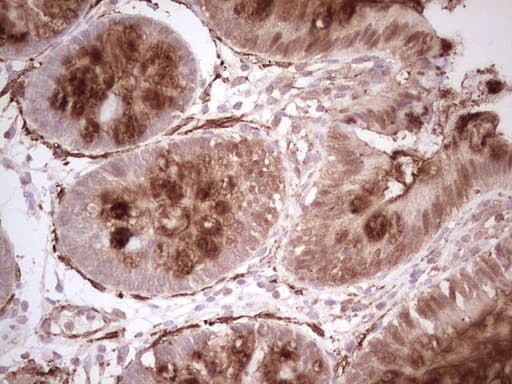 NFS1 Antibody (aa1-299, clone OTI2H5)
