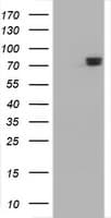 COG6 Antibody (clone OTI2D8)