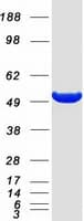 Human ODC1 / Ornithine Decarboxylase Protein (Recombinant Myc-DDK (Flag))