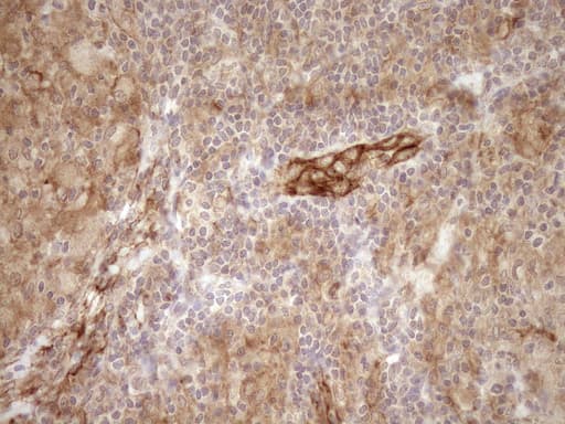 EPLIN Antibody (aa1-275, clone OTI1A3)