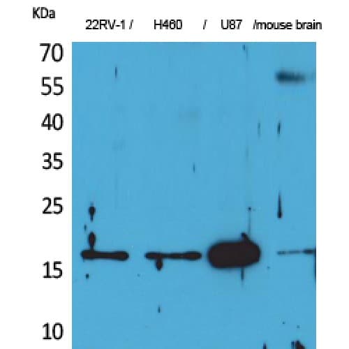 Apelin Antibody (23-72 aa, C-terminal)