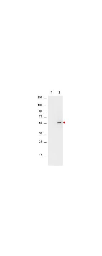 AKT1 Antibody (phospho-Ser473, clone 17F6.B11)