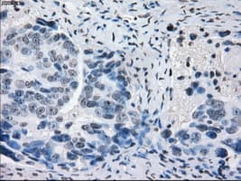 Monoclonal Mouse anti-Human PRKY Antibody (clone OTI4G7, Carrier-free, IHC, IF, WB)