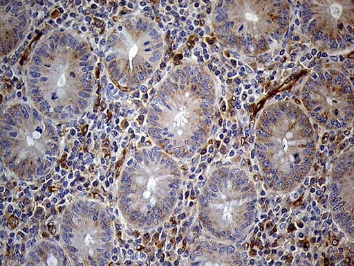Monoclonal Mouse anti-Human IFITM2 Antibody (clone OTI4E3, Carrier-free, IHC, WB)