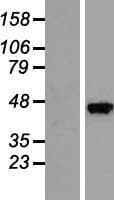SEC14L3 Protein (Over-Expression Lysate Myc-DDK (Flag))