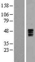 HTR3C / 5-HT3C Receptor Protein (Over-Expression Lysate Myc-DDK (Flag))