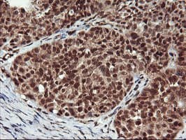 NHEJ1 / XLF Antibody (clone OTI1F3)