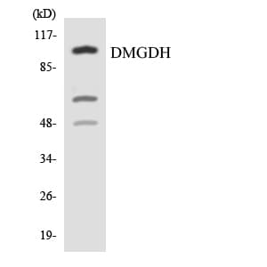 Polyclonal Rabbit anti-Human DMGDH Antibody (aa816-865, WB)
