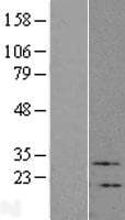 VIP Protein (Over-Expression Lysate Myc-DDK (Flag))