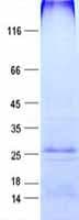 Human GYPA / CD235a / Glycophorin A Protein (Recombinant His, N-Terminal)