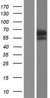 AK5 / Adenylate Kinase 5 Protein (Over-Expression Lysate Myc-DDK (Flag))