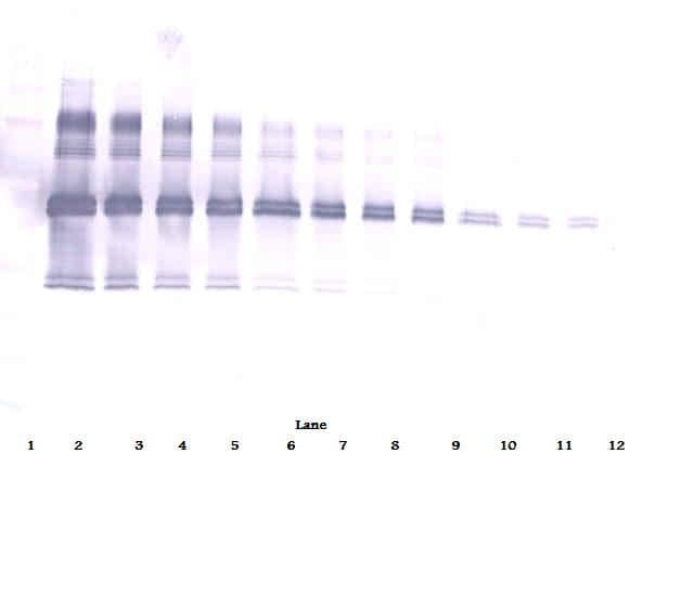 IL12 Antibody