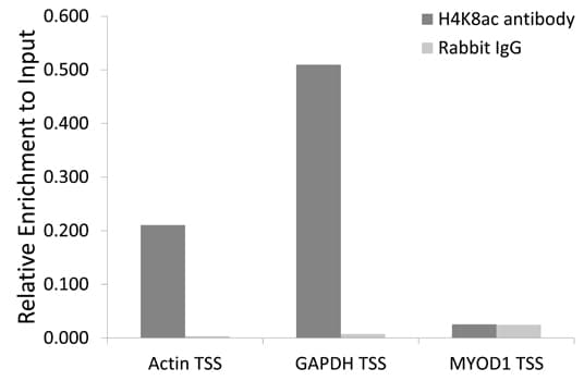 Histone H4 Antibody
