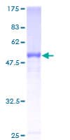 Human CFHR2 Protein (Recombinant GST)