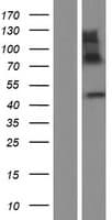 IMPAD1 Protein (Over-Expression Lysate Myc-DDK (Flag))