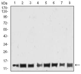HIST2H4A Antibody (clone 7A2A7)
