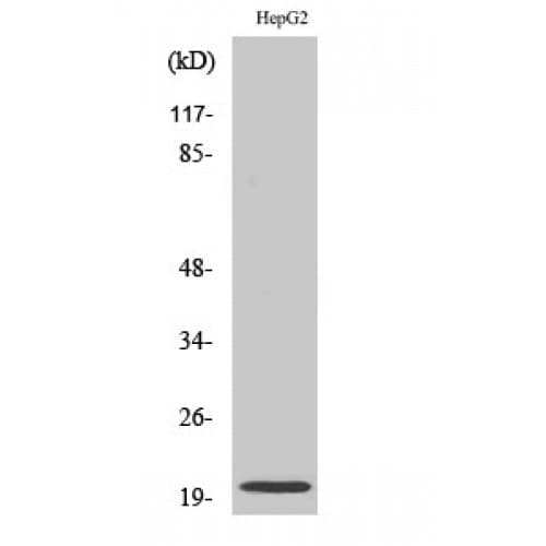 NMU / Neuromedin U Antibody (120-200 aa, C-terminal)