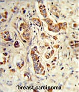 NCF1 / p47phox / p47 phox Antibody (aa 277-303, C-term)