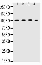ICAM-1 / CD54 Antibody (aa214-532)
