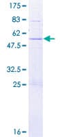 Human PABPC1L2A Protein (Recombinant GST)