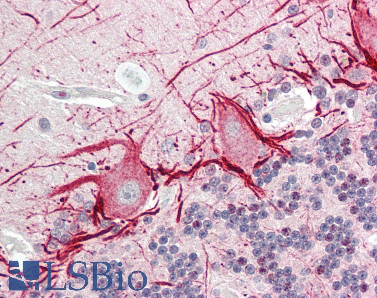 HS6ST3 Antibody (C-Terminus)