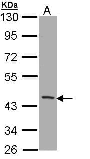 CD1B Antibody (aa61-288)