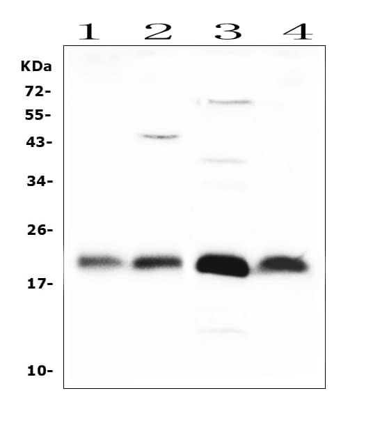 Polyclonal Rabbit anti-Human FGF21 Antibody (WB)