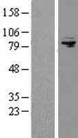 AFG3L2 Protein (Over-Expression Lysate Myc-DDK (Flag))