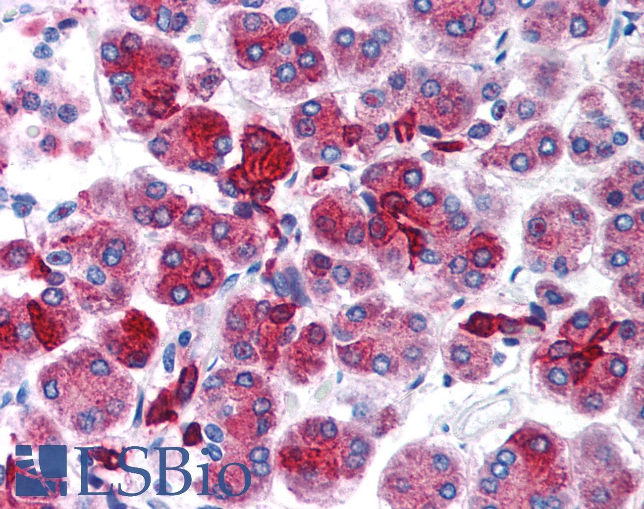 FOXD3 Antibody (aa257-306)