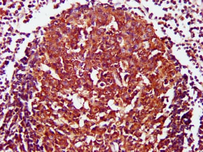 Polyclonal Rabbit anti-Human CD27 Antibody