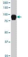 IHC-plus™ SP1 Antibody (clone 1A5)