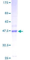 Human NDUFB11 Protein (Recombinant GST)