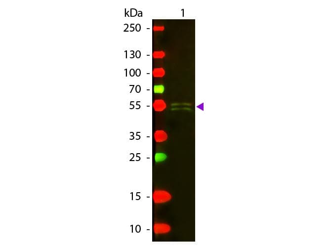 Rabbit Anti-Mouse IgG1 Secondary Antibody (TR)