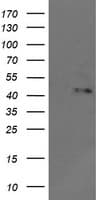 MAPK9 / JNK2 Antibody (clone OTI2G3, Carrier-free)