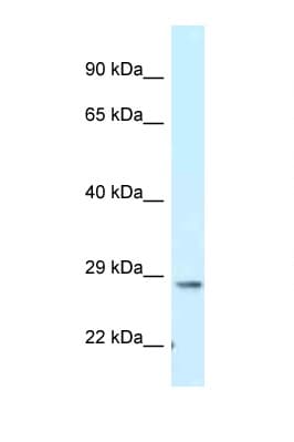 TMEM106B Antibody (aa205-254, HRP)