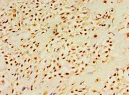 Polyclonal Rabbit anti-Human DUSP7 Antibody (aa160-419, IHC, WB)