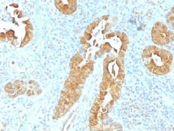 Monoclonal Mouse anti-Human VIL1 / Villin Antibody (clone VIL1/1325, Azide-free,BSA-free, IHC, IF, WB)