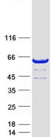 Human DTNB / Dystrobrevin Beta Protein (Recombinant Myc-DDK (Flag))