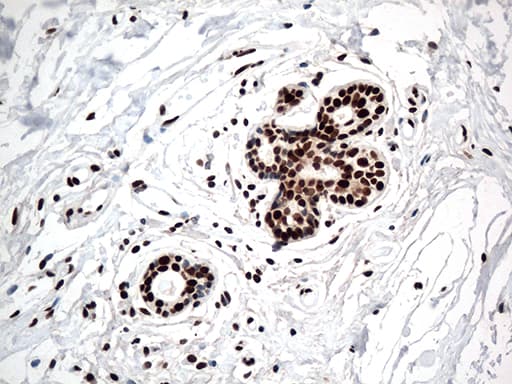 KARS Antibody (clone OTI1E7, Carrier-free)