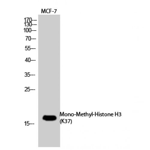 Histone H3 Antibody (mono-methylation site of K37.)