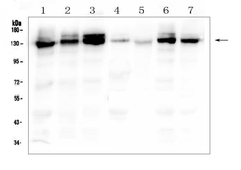 Polyclonal Rabbit anti-Human ITGA3 / CD49c Antibody (IHC, WB)