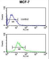 IHC-plus™ Polyclonal Rabbit anti-Human CTNNA1 / Catenin Alpha-1 Antibody (aa30-59, IHC, WB)