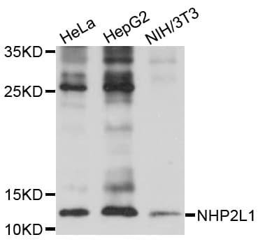 NHP2L1 Antibody