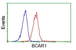 BCAR1 / p130Cas Antibody (clone OTI1B1)