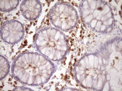 Monoclonal Mouse anti-Human SLAMF7 / CRACC Antibody (clone OTI3B3, IHC, WB)
