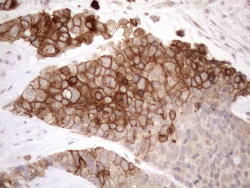 NPPB / BNP Antibody (aa27-102, clone OTI6F8, Carrier-free)